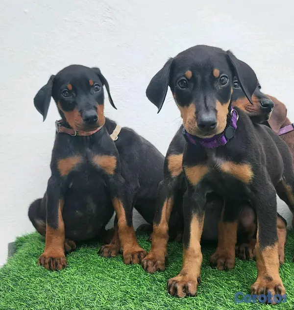 animales y mascotas - Cachorras doberman 3