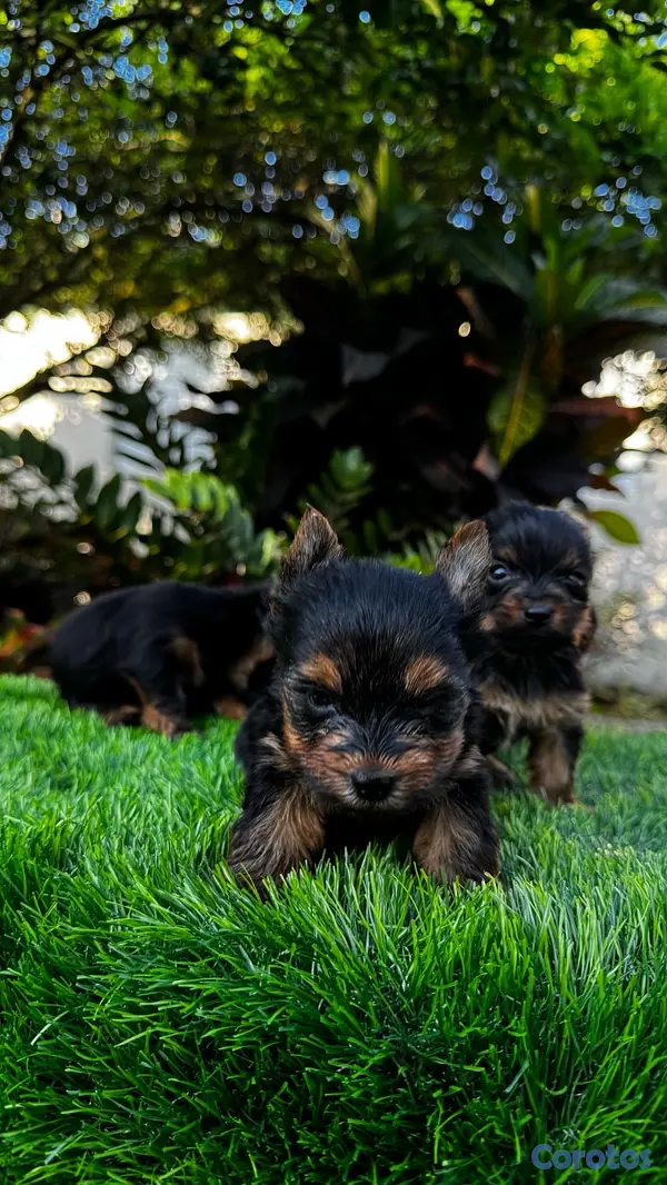 animales y mascotas - Yorkie mini 4