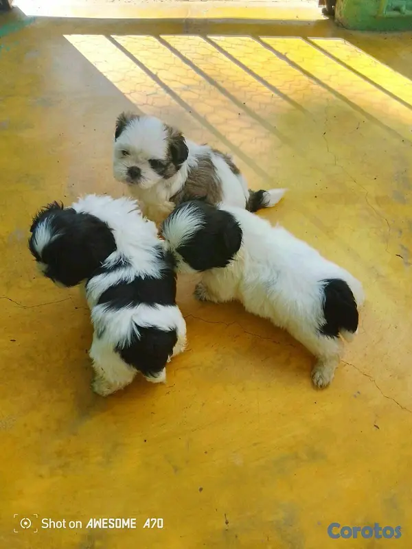 animales y mascotas - Hermosos cachorritos Shitzu mini 4
