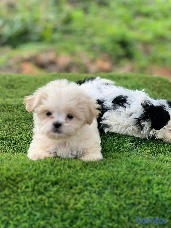 animales y mascotas - hermosos cachorritos shipoo toy  3