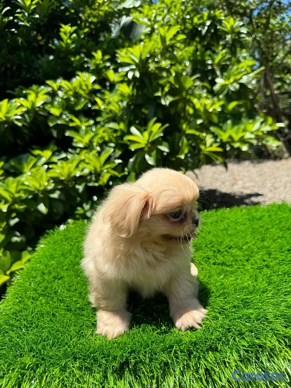 animales y mascotas - hermosos cachorrtios Pekines toy 5