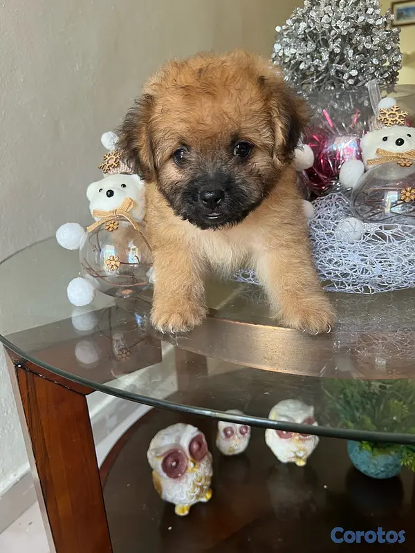animales y mascotas - Shipoo macho  2