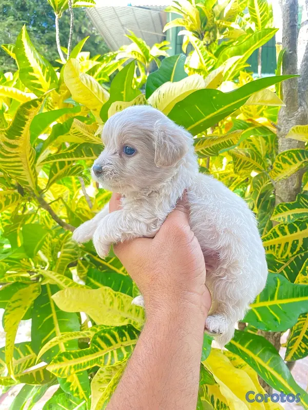animales y mascotas - Poodle 5
