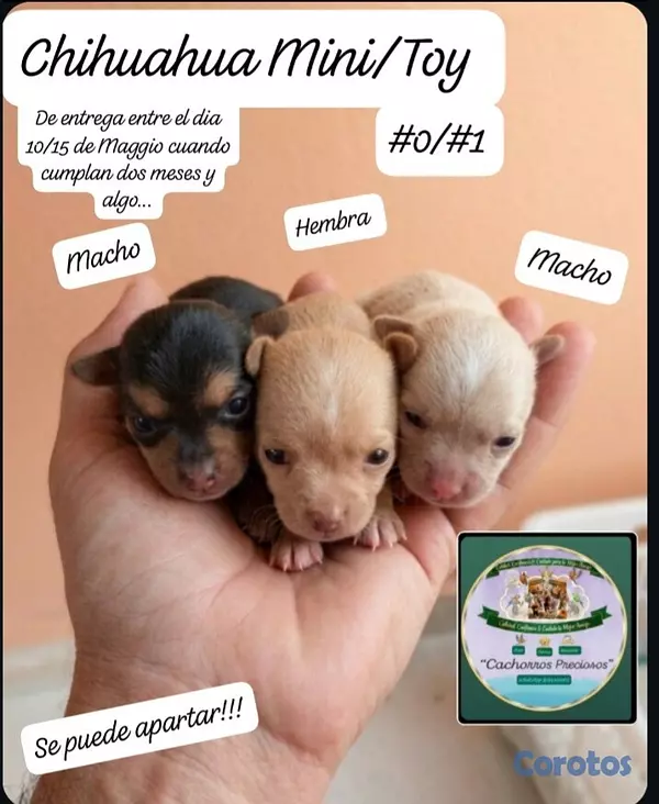 animales y mascotas - Chihuahua Mini/Toy/Micro 4