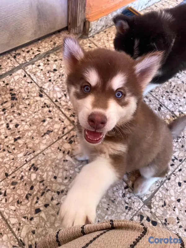 animales y mascotas - husky Siberiano 3
