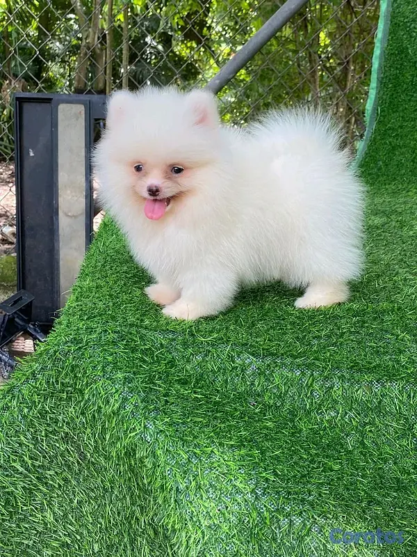 animales y mascotas - hermosos cachorritos pomerania mini  6
