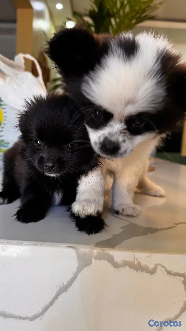 animales y mascotas - shiranias cachorros  5