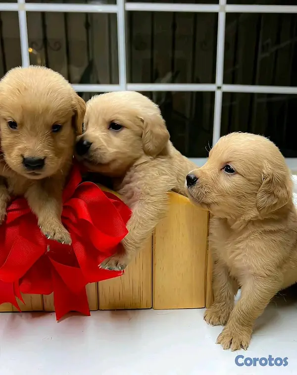 animales y mascotas - hermosos cachorritos de golden retriever  6