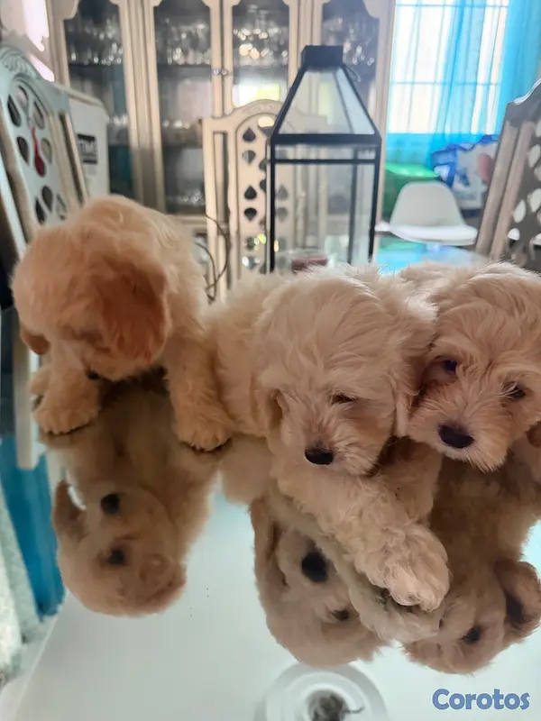 animales y mascotas - Vendo Cocker Spaniels 10