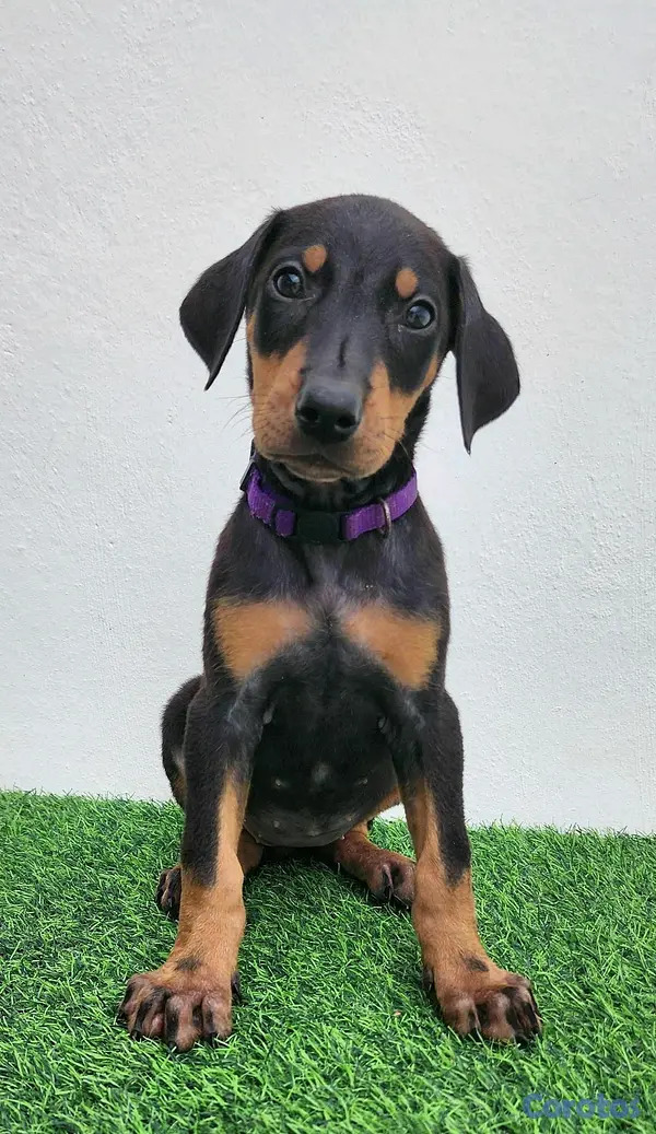 animales y mascotas - Cachorras doberman 5