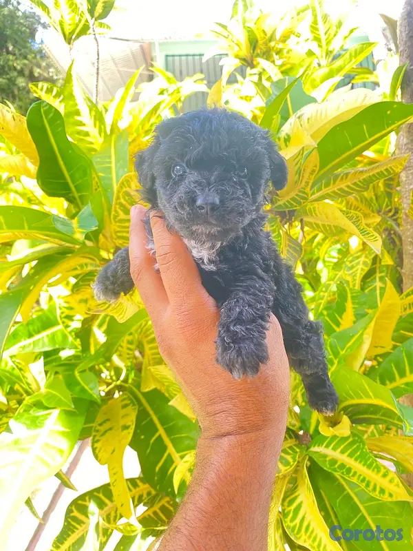 animales y mascotas - Poodle 6