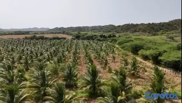 solares y terrenos - Finca de coco Enanos, Favor Solo cliente no broker 6