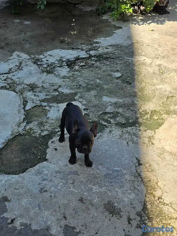 animales y mascotas - Bulldog frances  2