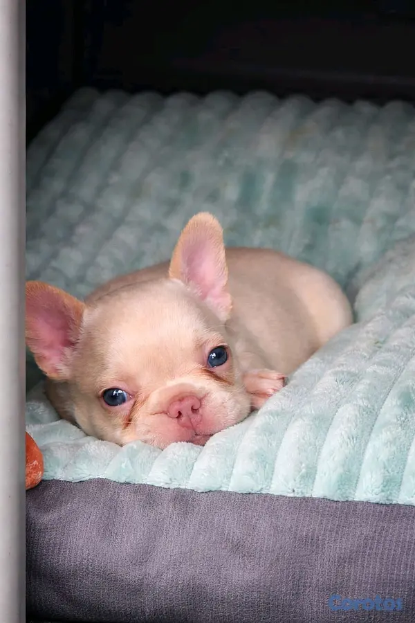 animales y mascotas - hermosos cachorritos buldog frances  9