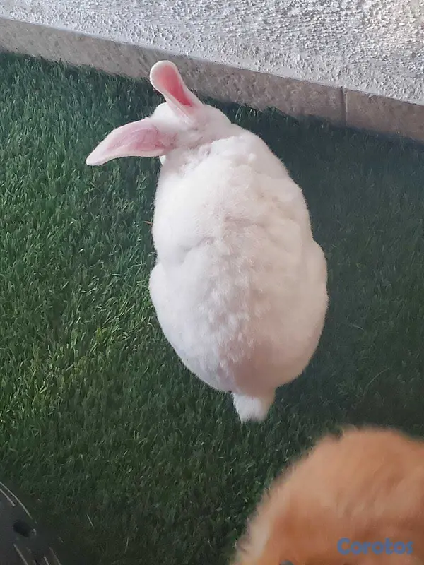 animales y mascotas - vendo pareja de conejos enanos 4