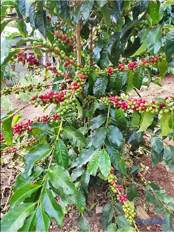 solares y terrenos - 🔵Finca 12,000 Tarea en la Región Sur  2