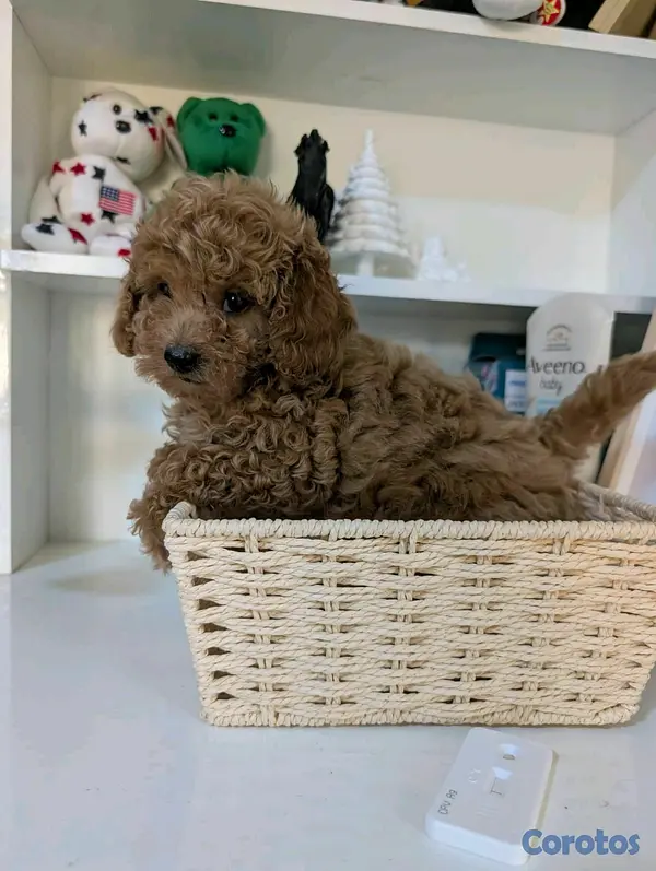 animales y mascotas - hermosos cachorritos de poodle toy  2