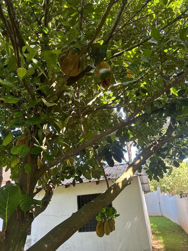 solares y terrenos - Solar en Jarabacoa ideal para construir Condominio 6