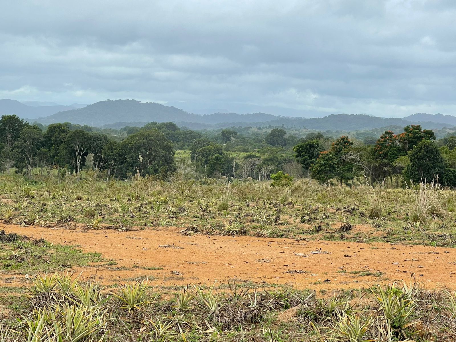 solares y terrenos - SUPER FINCA DE 105 TAREAS A 300 Mts. DE LA  CARRETERA EN DON JUAN, MONTE PLATA 8