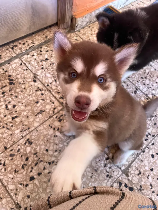 animales y mascotas - Husky Siberiano 12