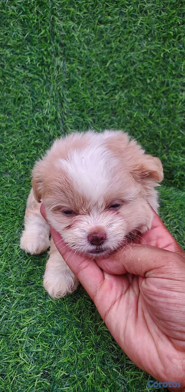 animales y mascotas - shitpoo lo más bello para ti  3