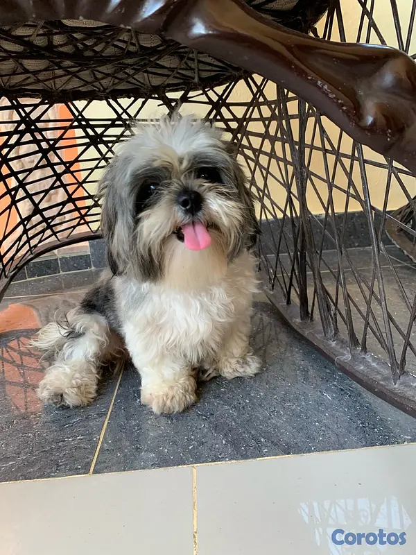 animales y mascotas - Shih Tzu Mini - Busca novio

 5
