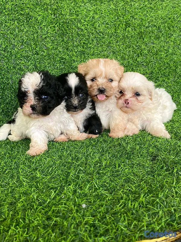 animales y mascotas - hermosos cachorritos de shipoo toy  7