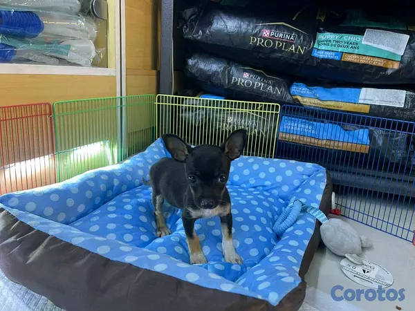 animales y mascotas - hermosos cachorritos chihuahua  3