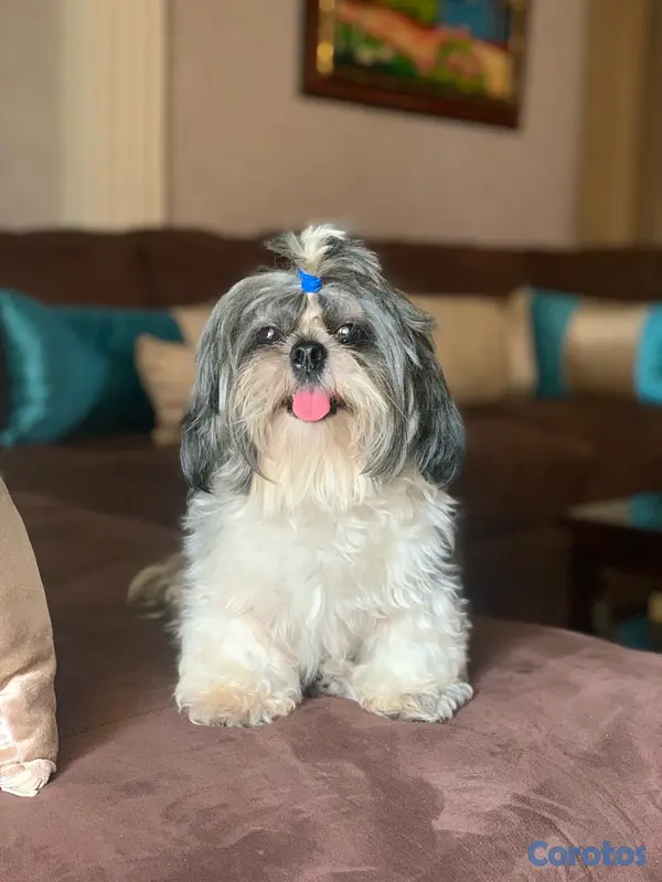 animales y mascotas - Shih Tzu Mini - Busca novio

 2