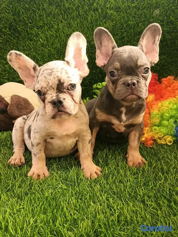 animales y mascotas - hermosos Cachorros Buldog frances  4
