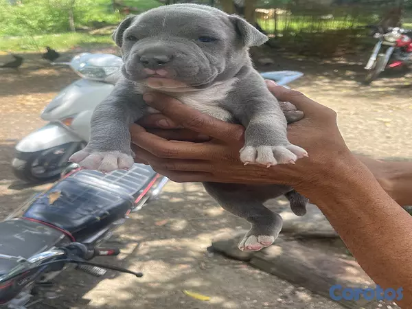 animales y mascotas - Ventas de pitbull blue  4