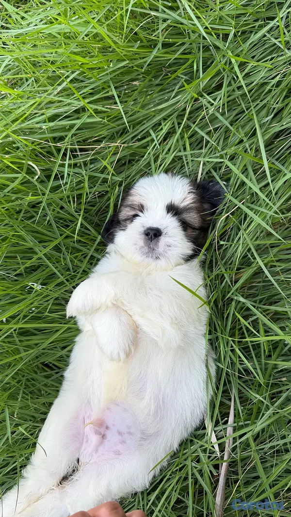 animales y mascotas - shipoo macho 4