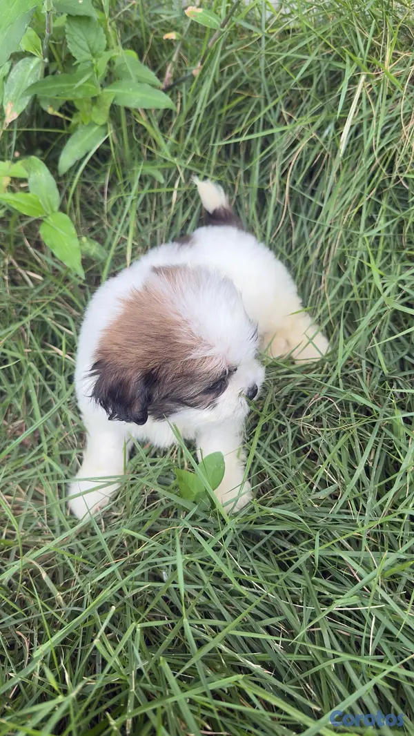animales y mascotas - shipoo  2