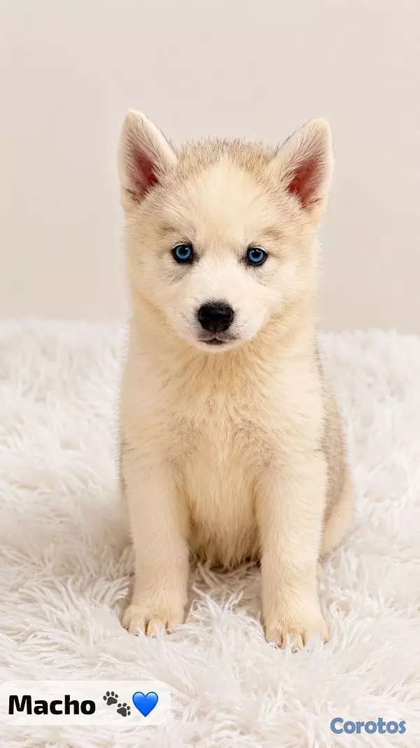 animales y mascotas - Huskys  4