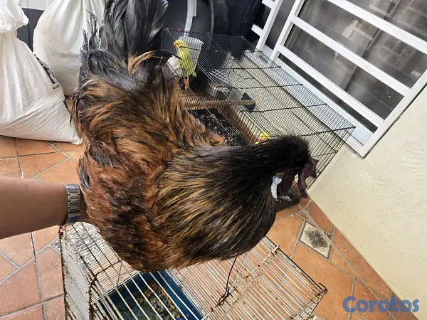 animales y mascotas - Gran variedad  8
