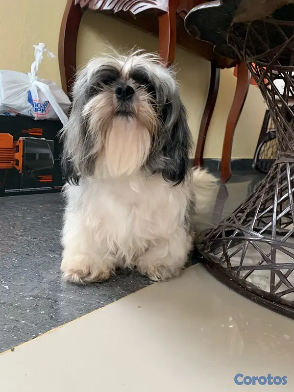 animales y mascotas - Shih Tzu Mini - Busca novio

 4