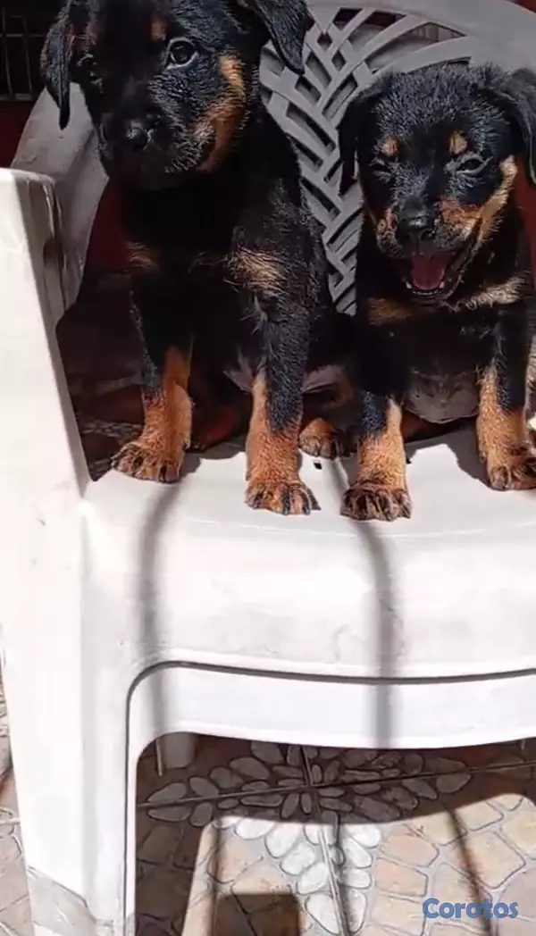 animales y mascotas - OFERTA CACHORRO ROTTWEILER HEMBRA UBICADO EN SANTO