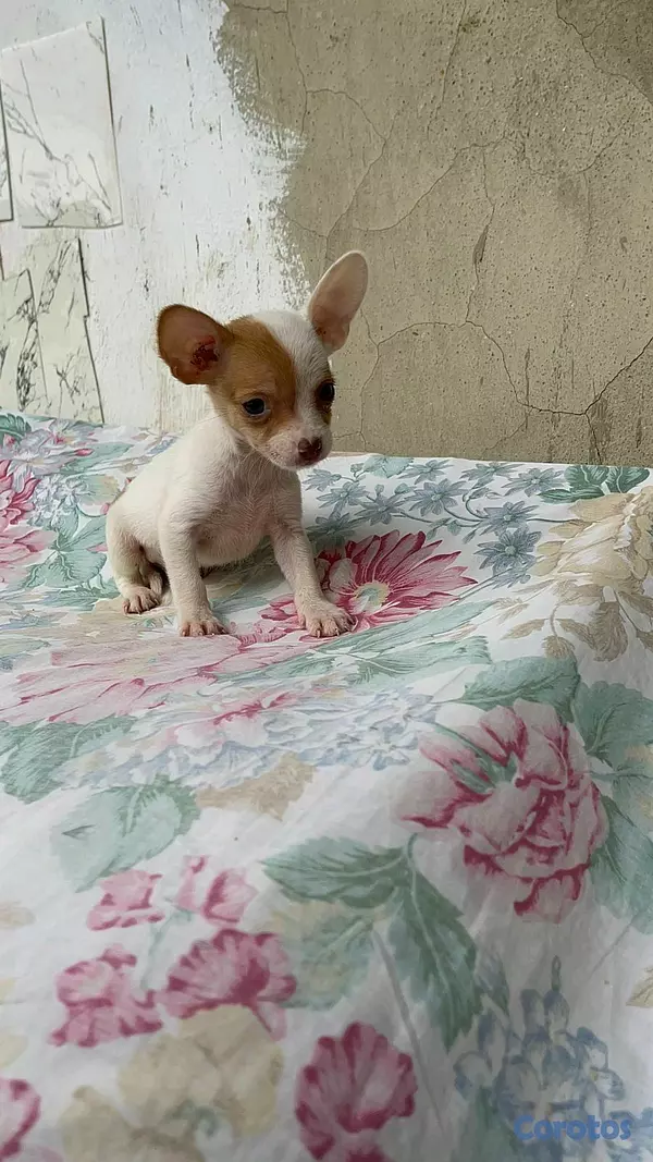 animales y mascotas - hermosos cachorritos chihuahua  2
