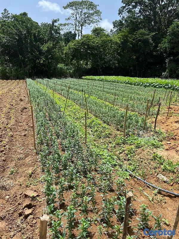 solares y terrenos - Finca Agricola en Constanza 2795 tareas  7