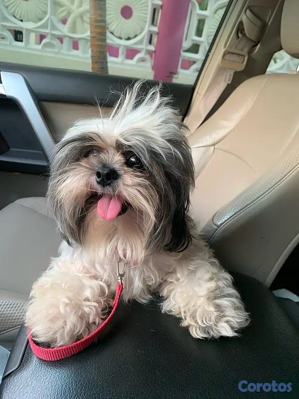 animales y mascotas - Shih Tzu Mini - Busca novio

 6