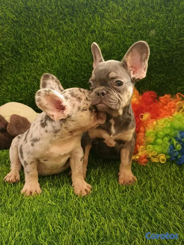animales y mascotas - hermosos Cachorros Buldog frances  5