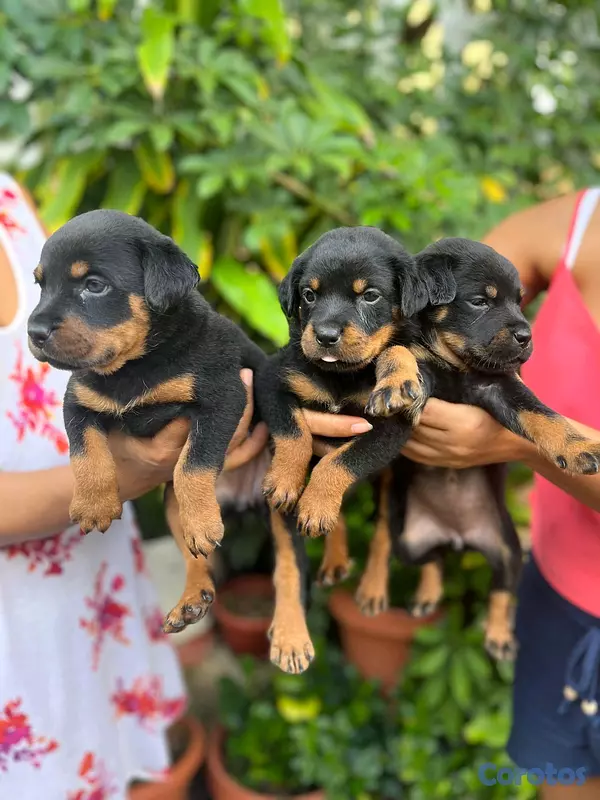 animales y mascotas - hermosos cachorritos de Rottwailer  3