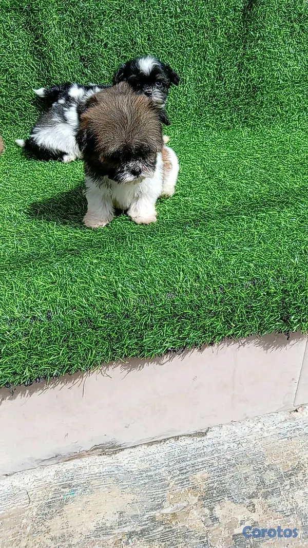 animales y mascotas - hermosos cachorritos shipoo toy 2