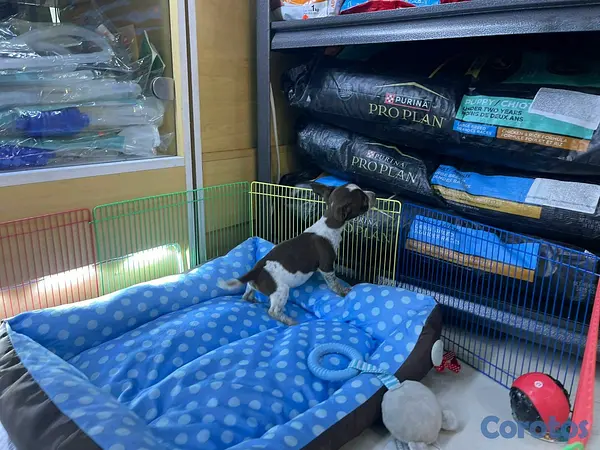animales y mascotas - hermosos cachorritos chihuahua  4