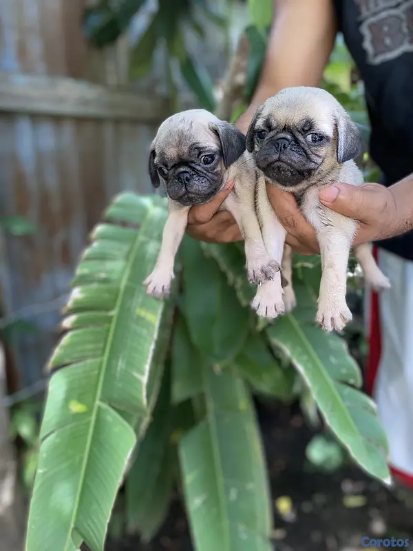 animales y mascotas - pug 2