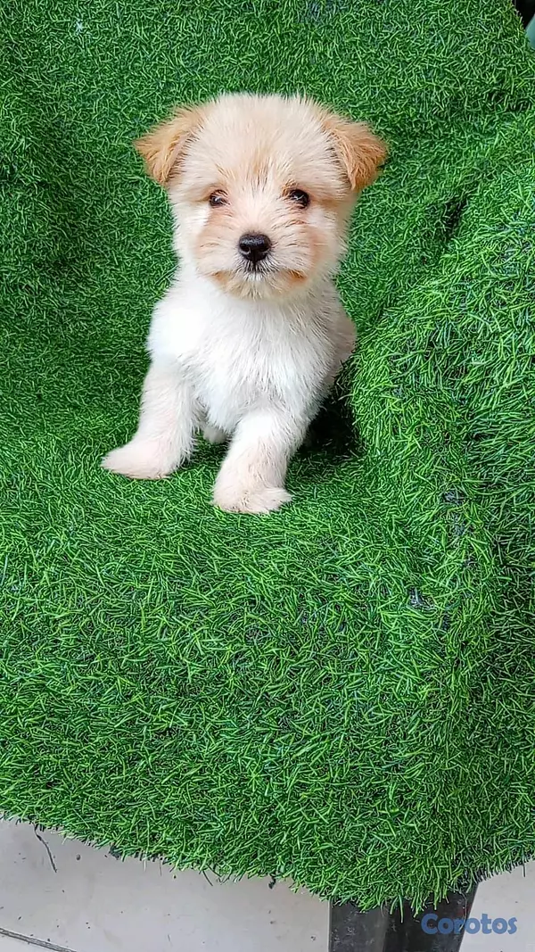 animales y mascotas - hermosos cachorritos shipoo toy 3