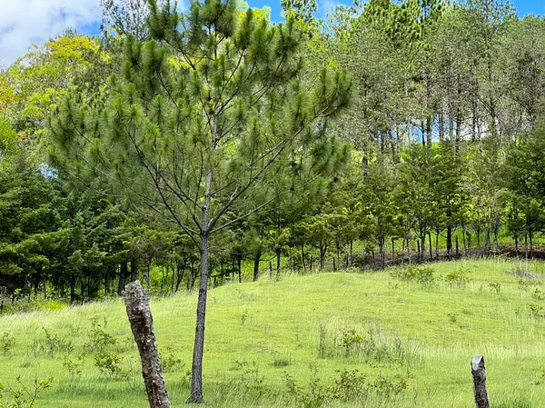 solares y terrenos - Vendo en Constanza varios terrenos 9