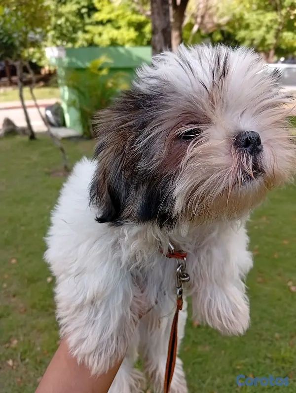 animales y mascotas - SHIH TZU MACHO 4