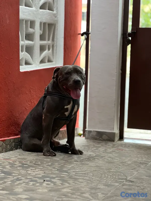 animales y mascotas - pitbull bully xl 3