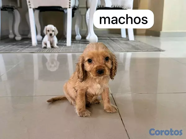 animales y mascotas - cocker spaniel 2